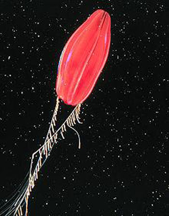 Ctenophore or Comb Jelly 