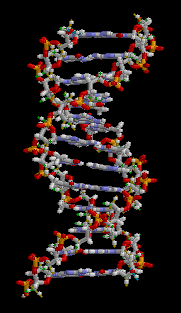 Three-dimensional DNA molecule