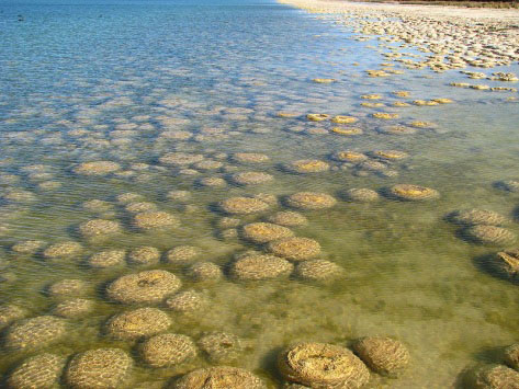 Cyanobacteria in stromatolites found in Australia