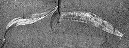 Pikaia gracilens, 2 fossilized organisms